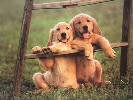 vraiment adorables  !!!!!!!!!